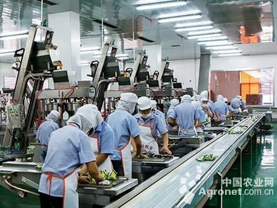 大白菜產地價格行情與栽培技術推廣現狀分析