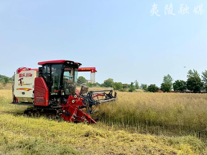 夷陵:推廣油菜分段機(jī)收減損技術(shù)